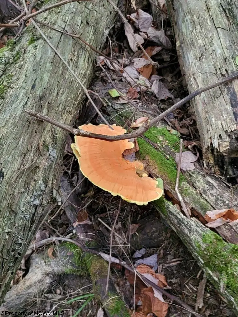 Lot 4 998 Hanlin Road, Bruceton Mills, WV 26525-0000 - Image #3