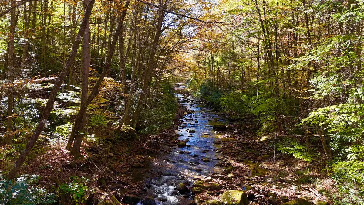 2453 Channel Road, Mill Creek, WV 26280 - #1
