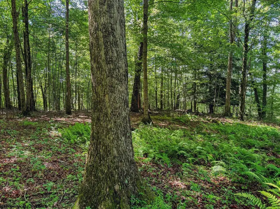 TBD Whitewater Parkway, Bruceton Mills, WV 26525 - #2