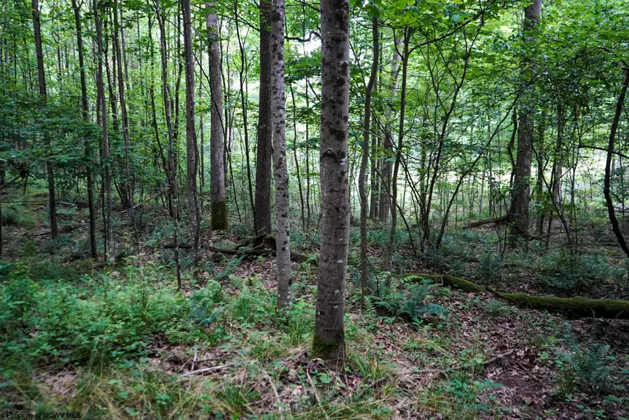Lot 130 Laurel Loop, Bruceton Mills, WV 26525 - Image #3