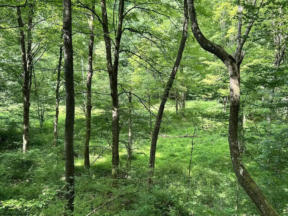 TBD Indian Fork Creek, Parsons, WV 26287 - Image #1