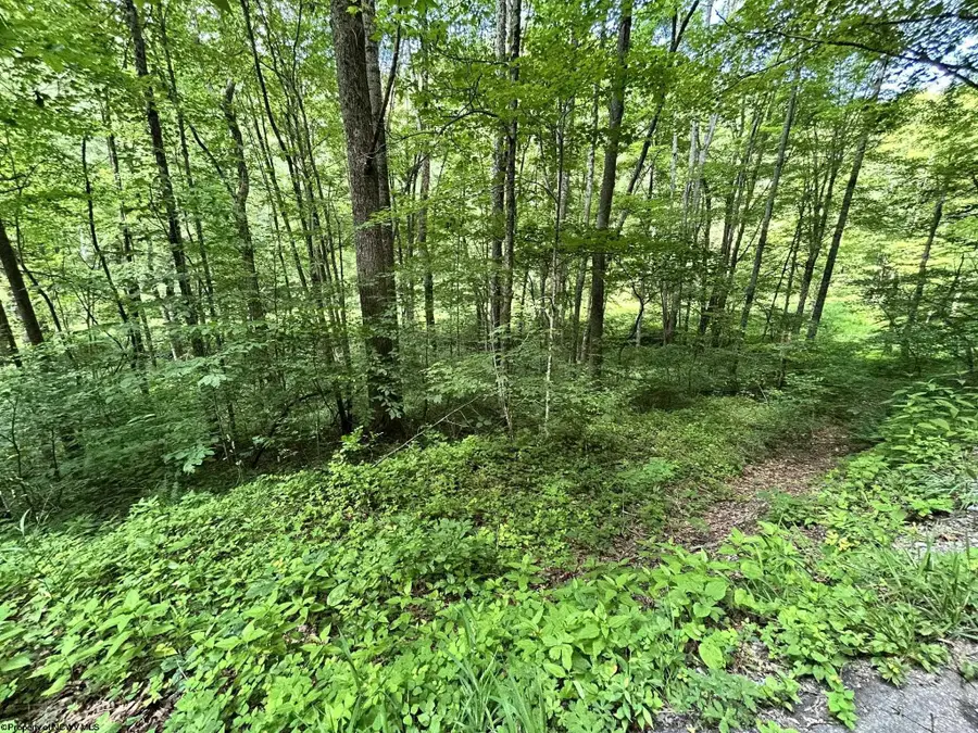 TBD Indian Fork Creek, Parsons, WV 26287 - Image #2