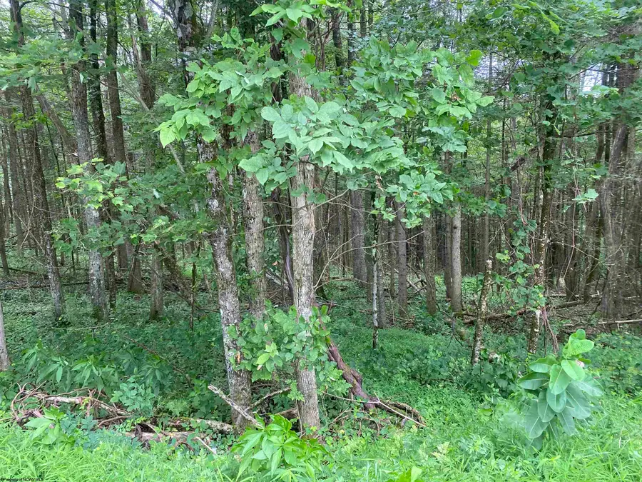 TBD Limestone Road, Parsons, WV 26287 - Image #3