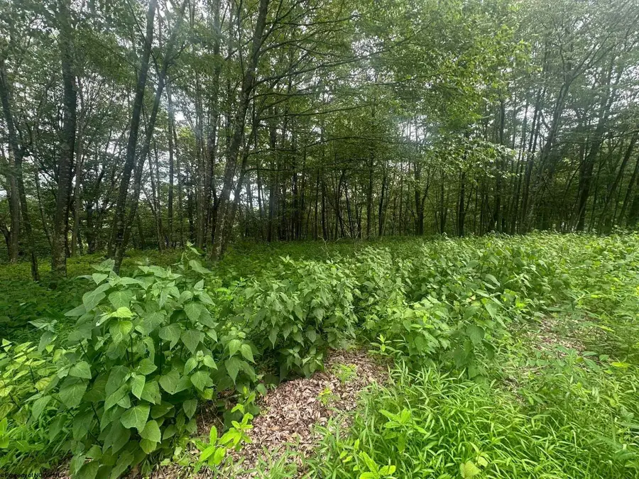 153 Windflower Drive, Terra Alta, WV 26764 - Image #3