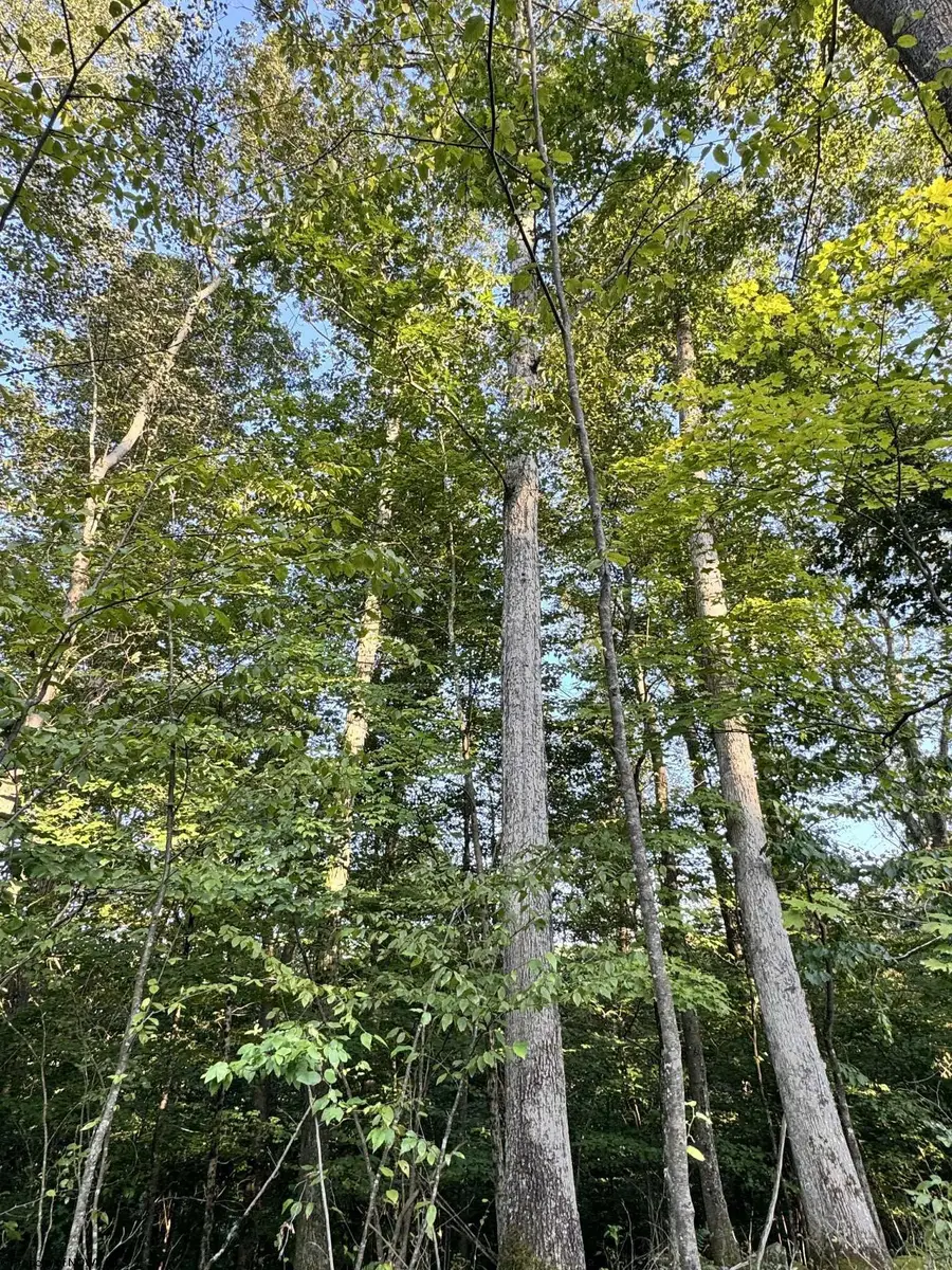 Lot 144 Spring Trail, Bruceton Mills, WV 26525 - Image #2
