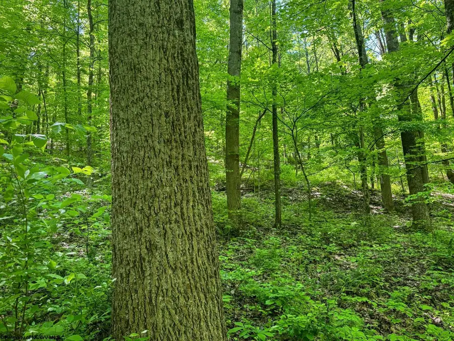 TBD Rush Run Road, Fairview, WV 26570 - Image #3