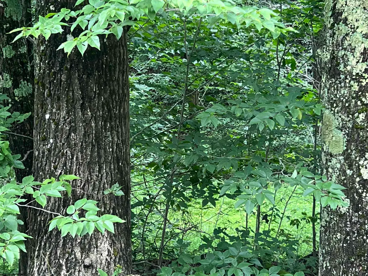 TBD Mountaineer Highway, Parsons, WV 26287 - Image #1