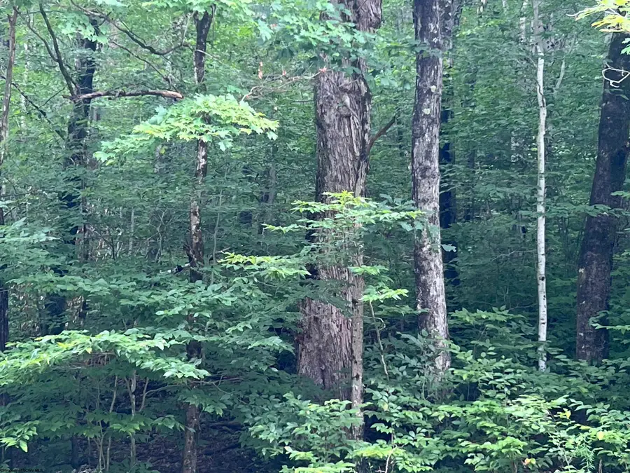 TBD Mountaineer Highway, Parsons, WV 26287 - Image #2
