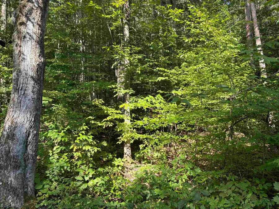 TBD Joe Gibson Road, First, WV 26542 - Image #3