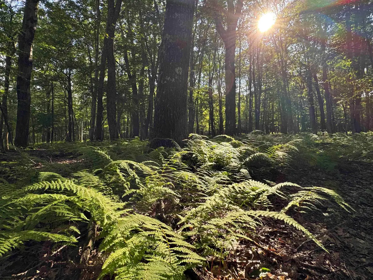 Lots 41 and 42 Day Lily Court, Terra Alta, WV 26764 - Image #1