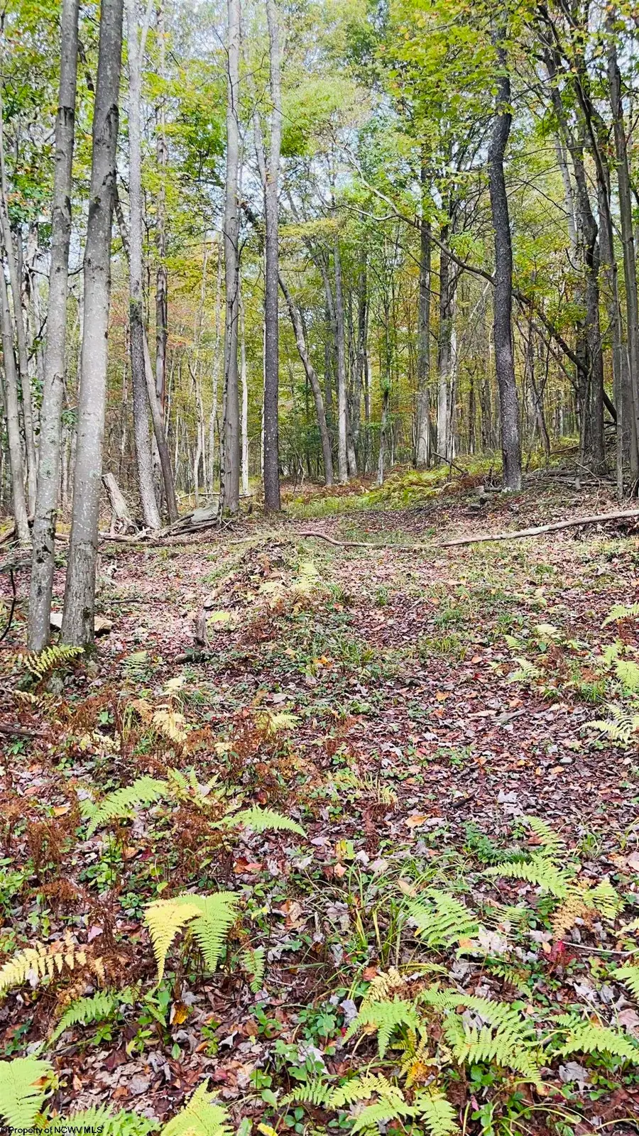 33213 Veterans Memorial Highway, Terra Alta, WV 26764 - Image #2