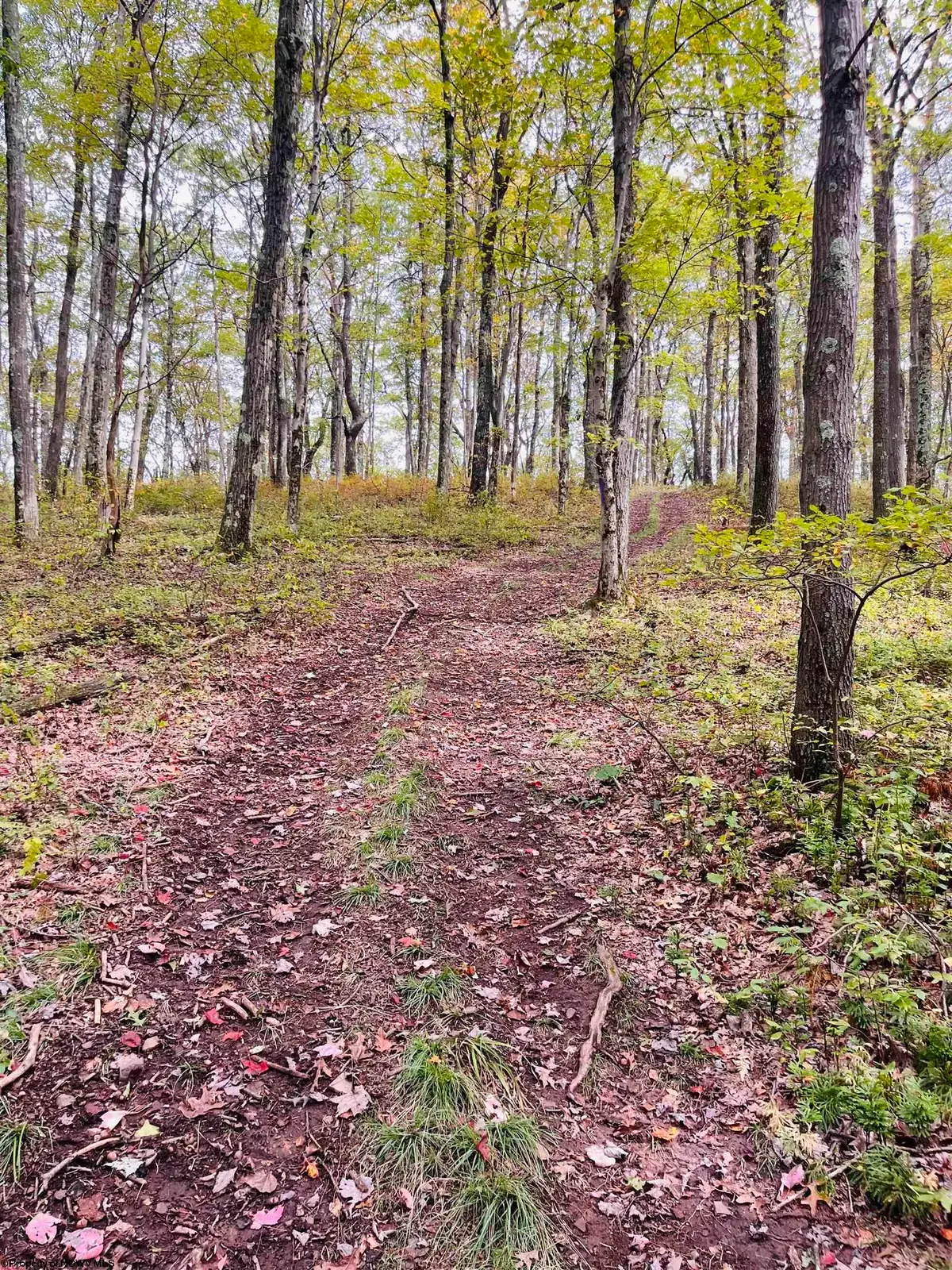 TBD Graham Lane, Terra Alta, WV 26764 - Image #1