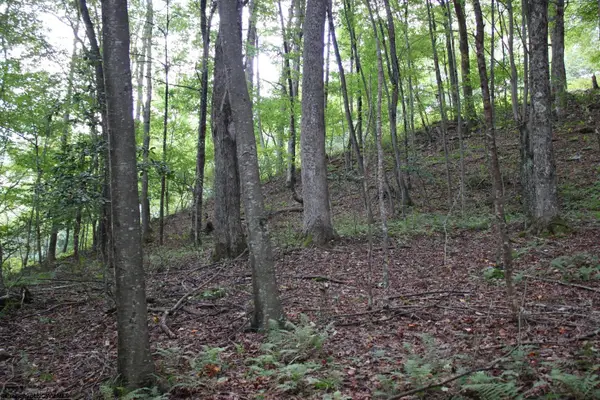 TBD Curry Road, French Creek, WV 26218