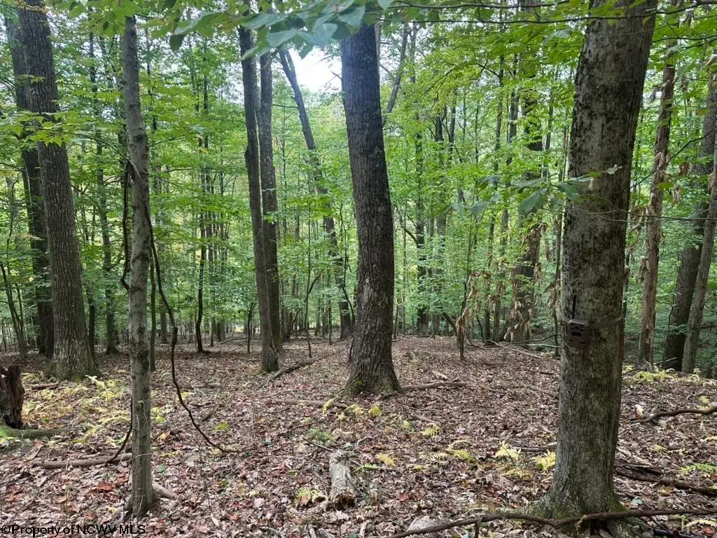 TBD Racoon Run, Elkins, WV 26241 - Image #1