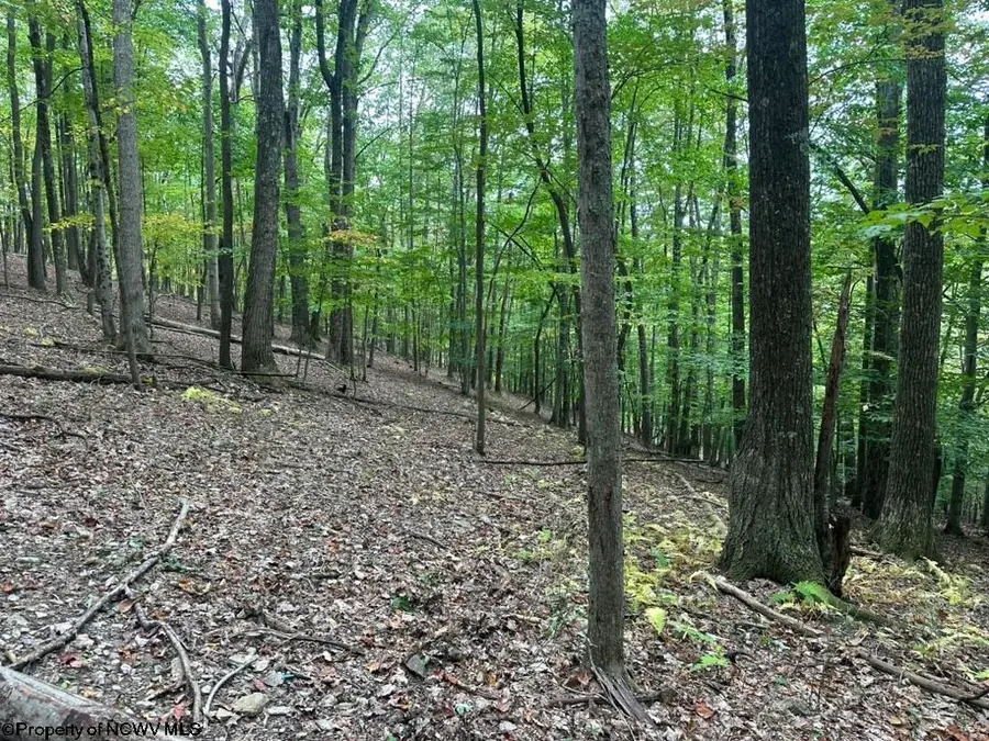 TBD Racoon Run, Elkins, WV 26241 - Image #2