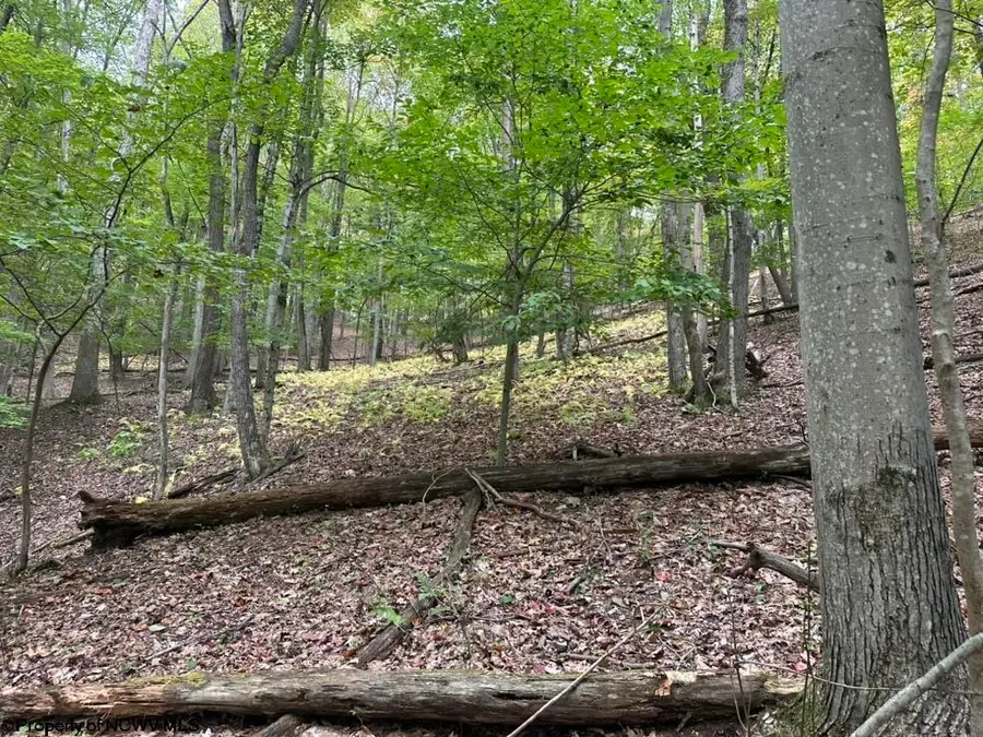 TBD Racoon Run, Elkins, WV 26241 - Image #3