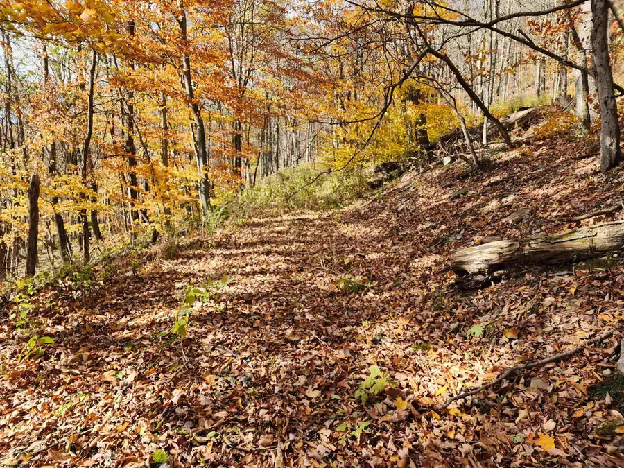 20 E Meadows Road, Harman, WV 26270 - Image #2