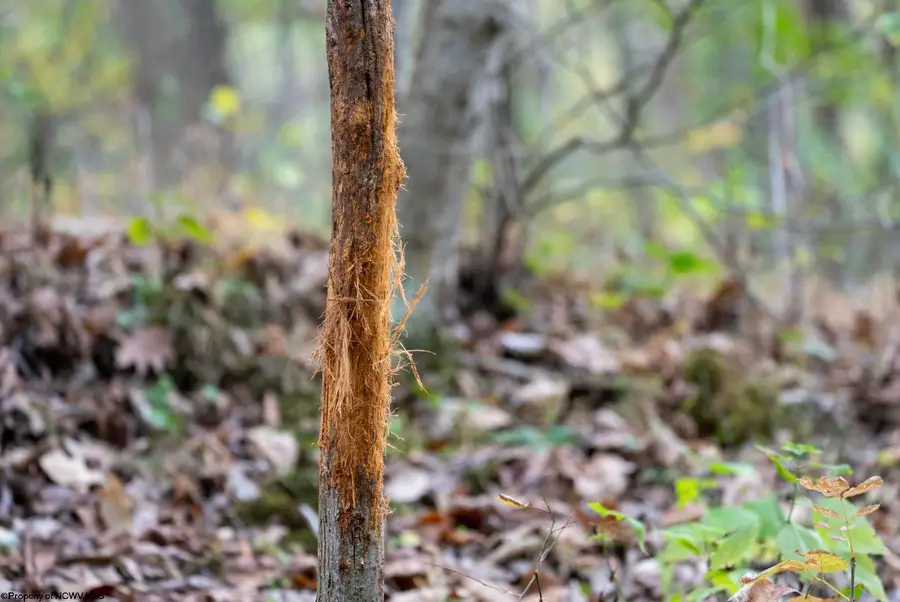 TBD Sixth Street, New Cumberland, WV 26047 - Image #3