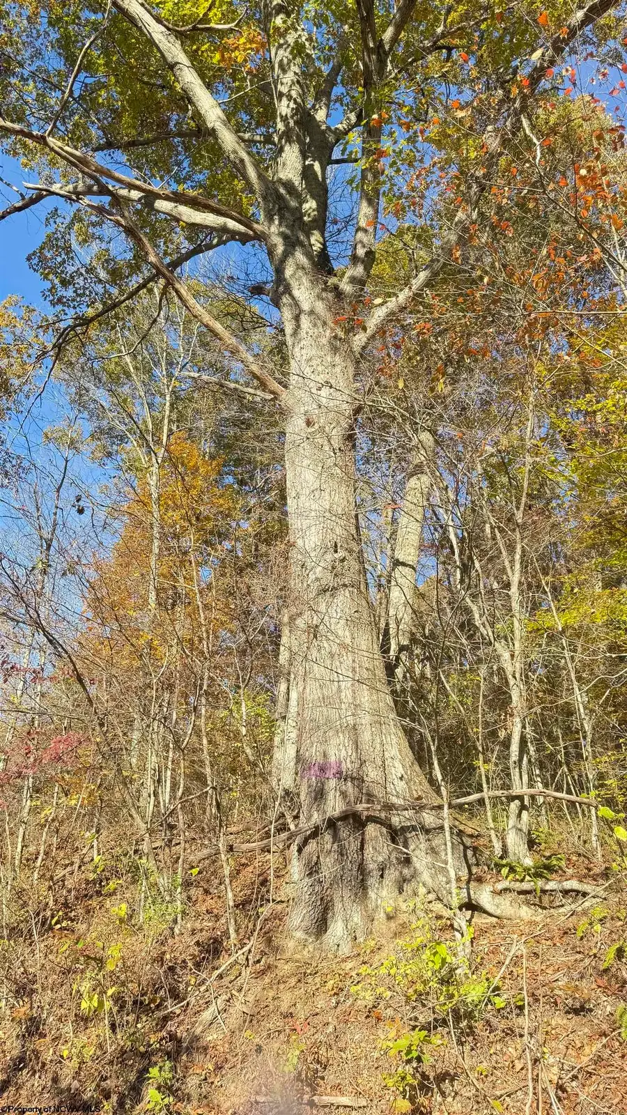 TBD Tenmile Road, Wallace, WV 26448 - Image #2