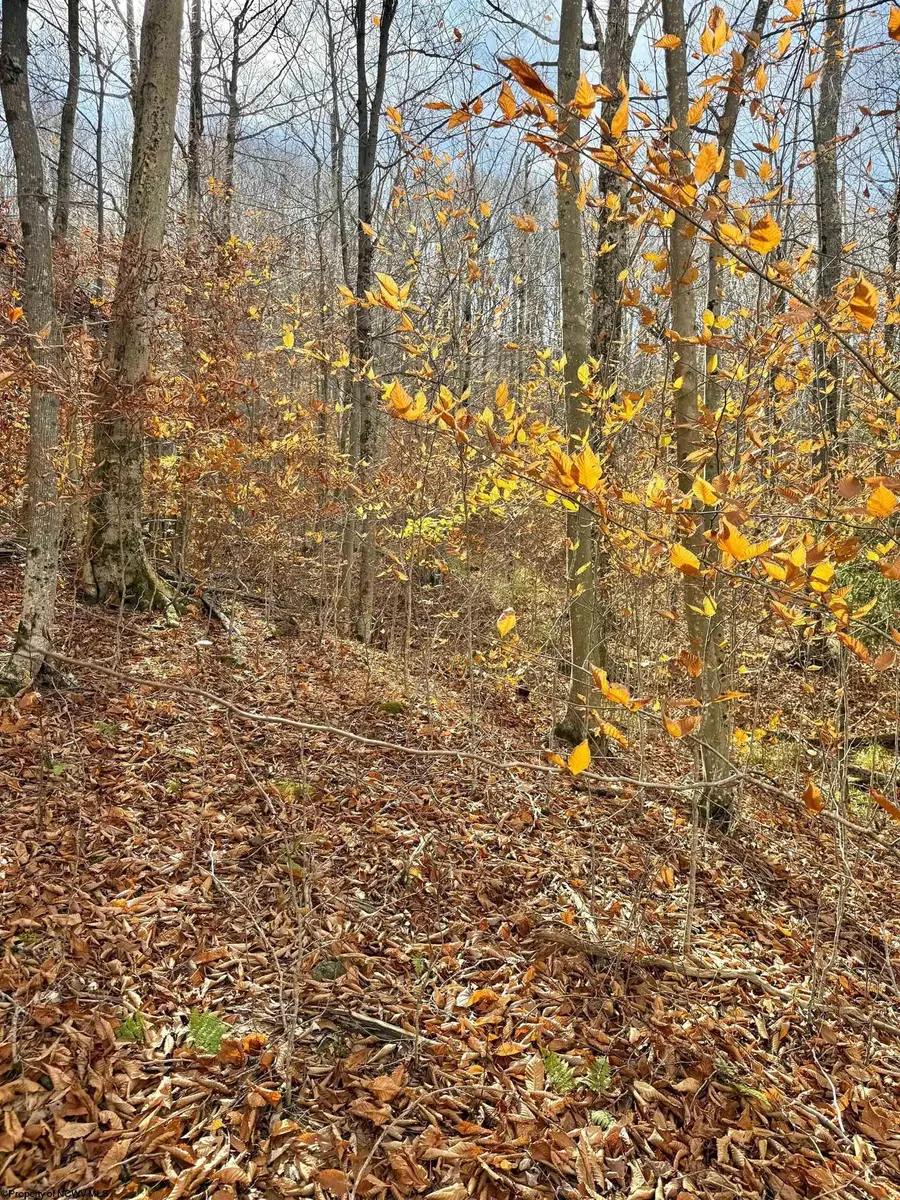 TBD Brookeside Road, Davis, WV 26260 - Image #2