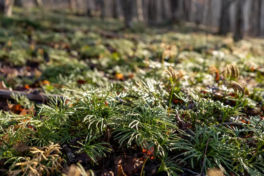 Lot 1 Frost Run, Moatsville, WV 26405 - Image #3