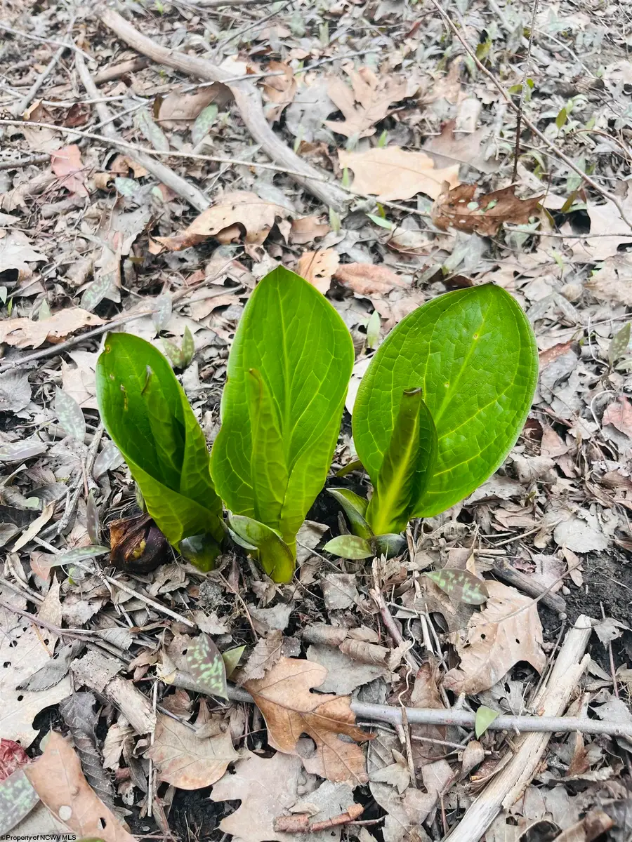 TBD Sugar Valley Road, Bruceton Mills, WV 26525 - #2