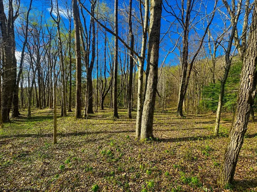 TBD Bobolink Drive, Terra Alta, WV 26764 - #3