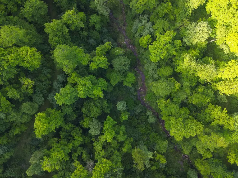 TBD Calvert Shaver Road, Rowlesburg, WV 26425 - #3