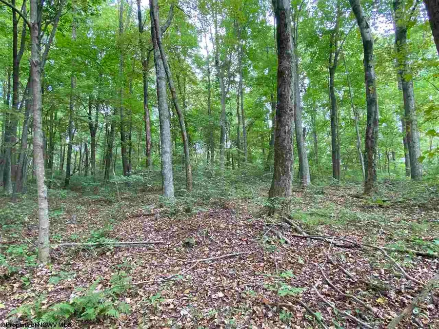 TBD Helens Run Road, Worthington, WV 26591 - #2