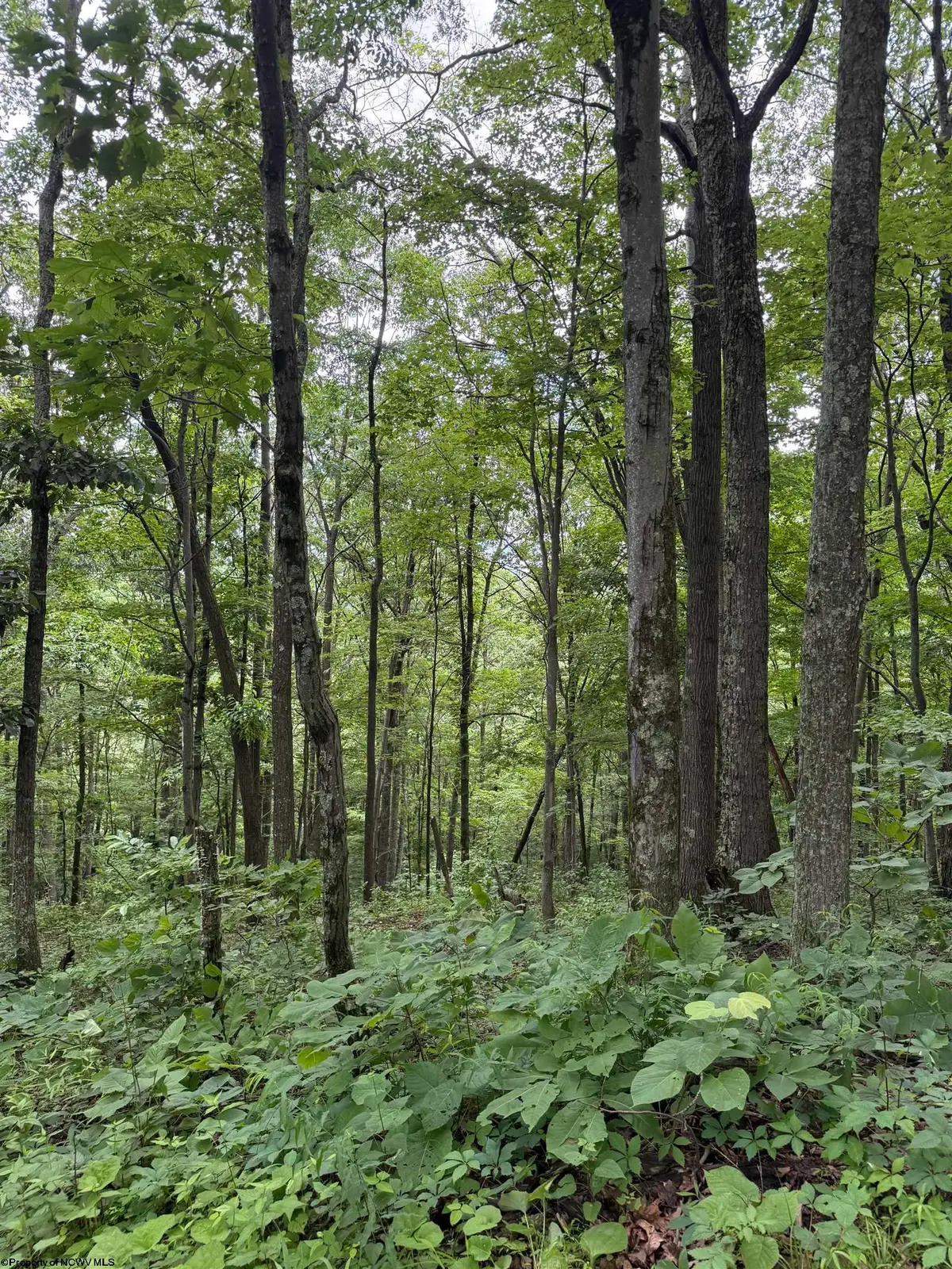21 and 21.1 PYLES Fork, Mannington, WV 26582 - #1