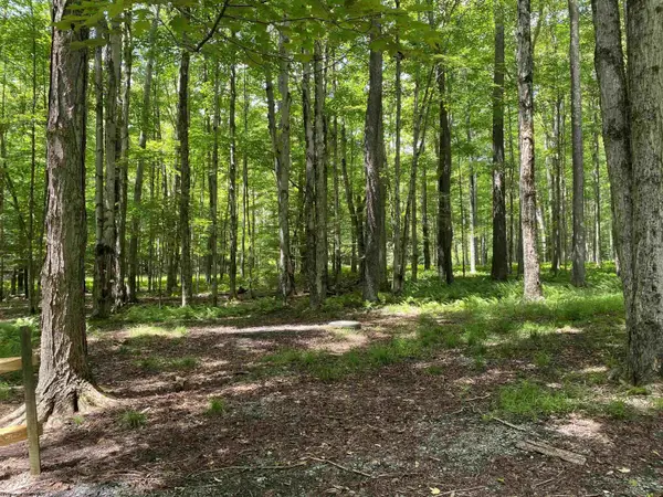 Lot 42 Bobcat Road, Davis, WV 26260