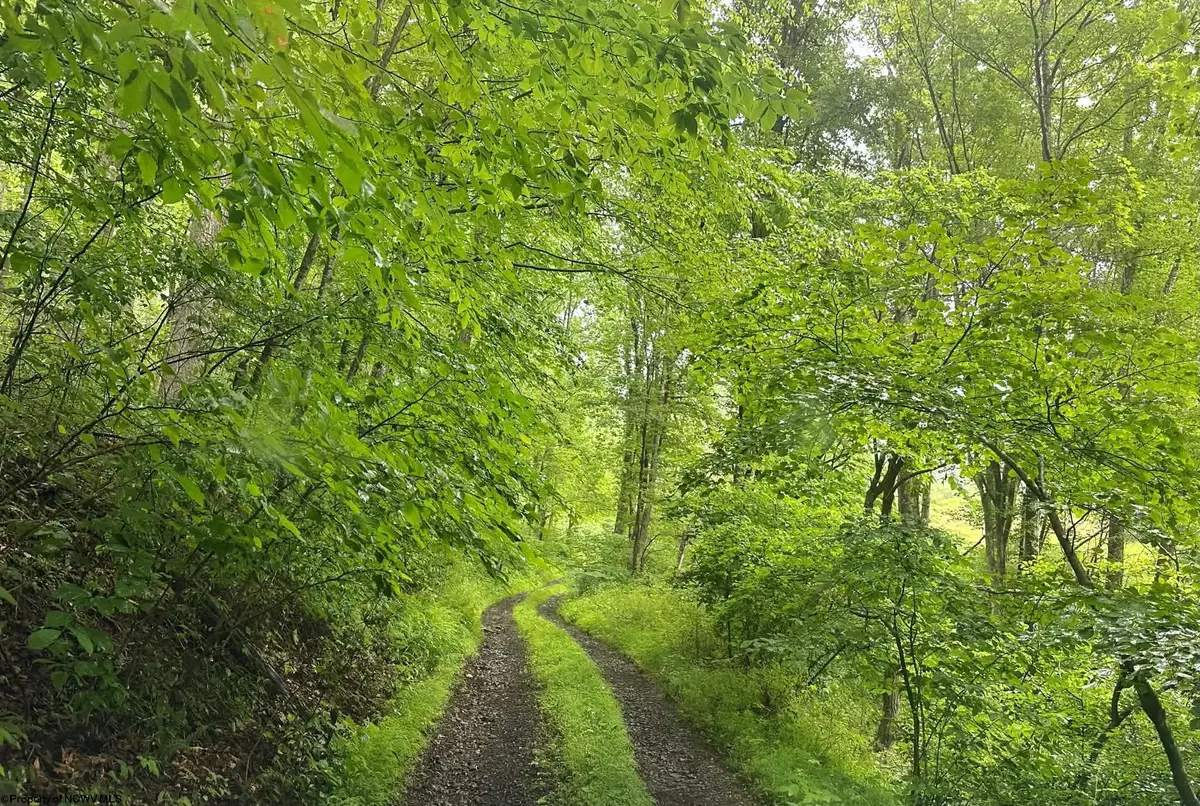 TBD SALTLICK Road, Terra Alta, WV 26764 - #1