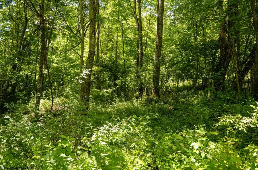 Lot 19 Lake Island Drive, Belington, WV 26250 - #3
