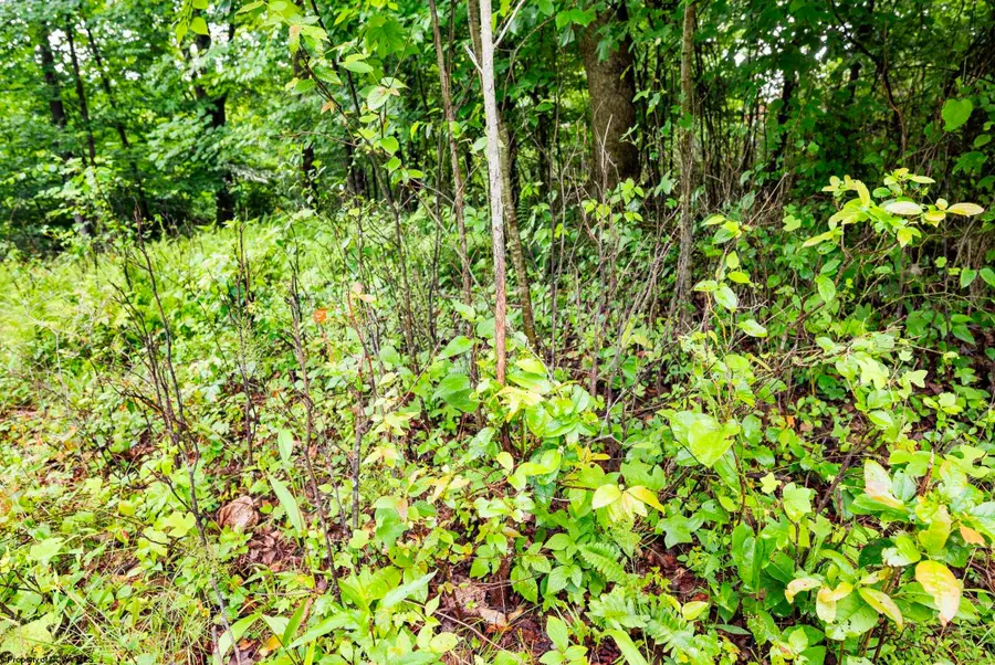Lot 4 Burnt Cabin Road, Fairmont, WV 26554 - #3