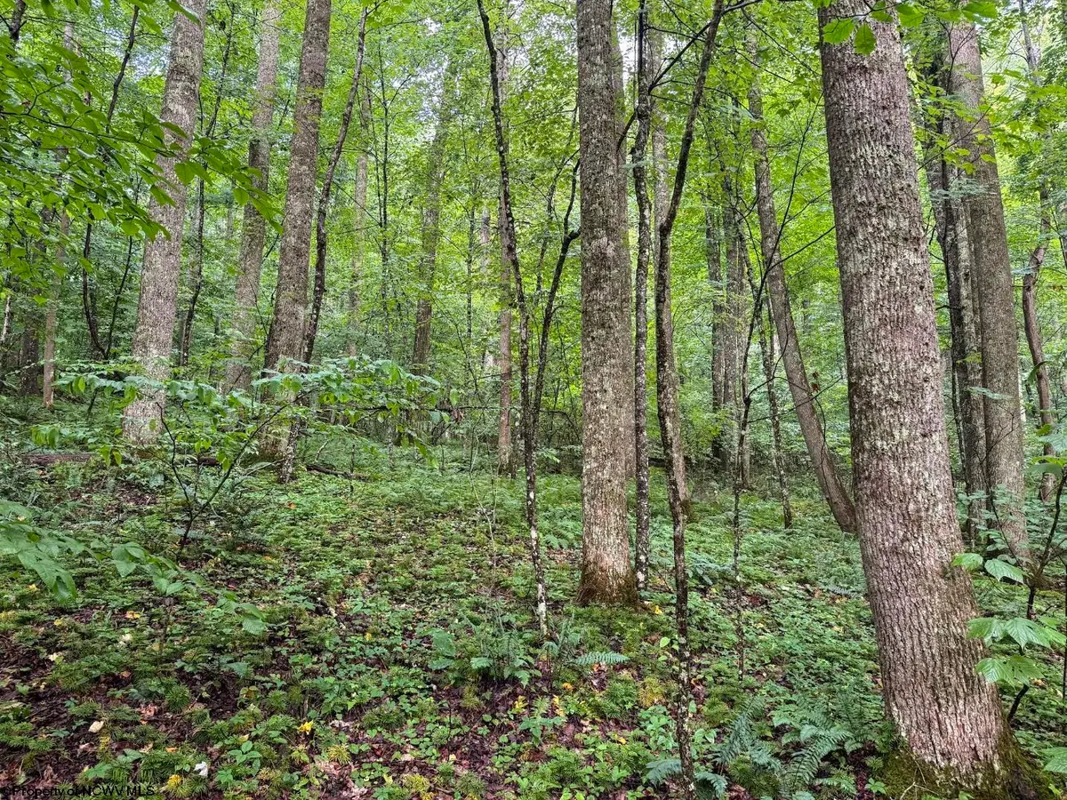 Lot 1 Hanging Run Road, Belington, WV 26250 - #1