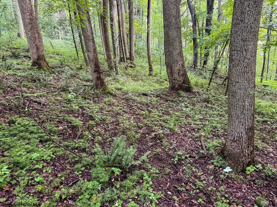Lot 1 Hanging Run Road, Belington, WV 26250 - #3