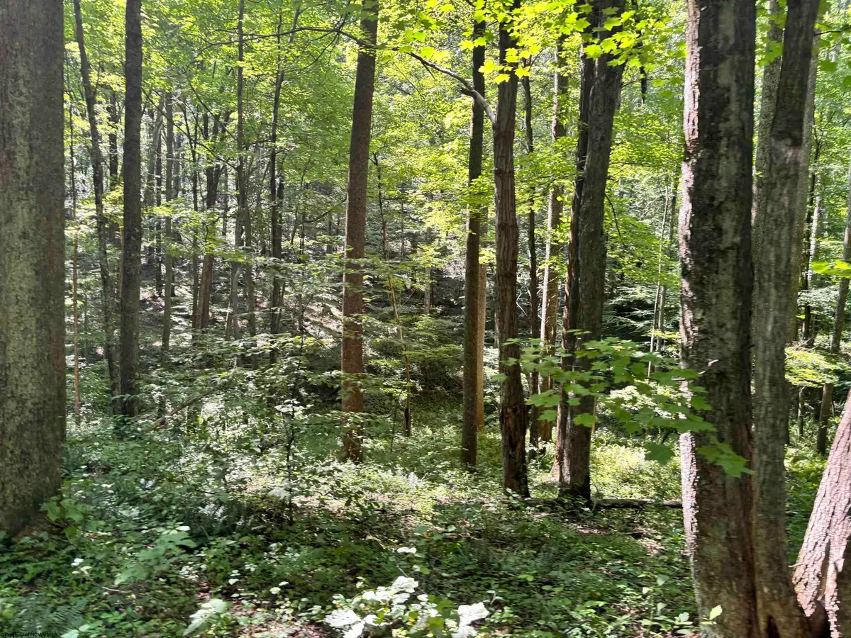 110 Danner Road, Belington, WV 26250 - #1