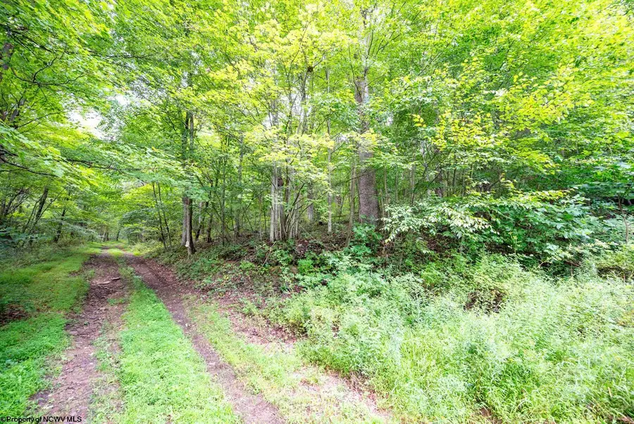 Lot 1 Buck Lick Road, Terra Alta, WV 26764 - #3