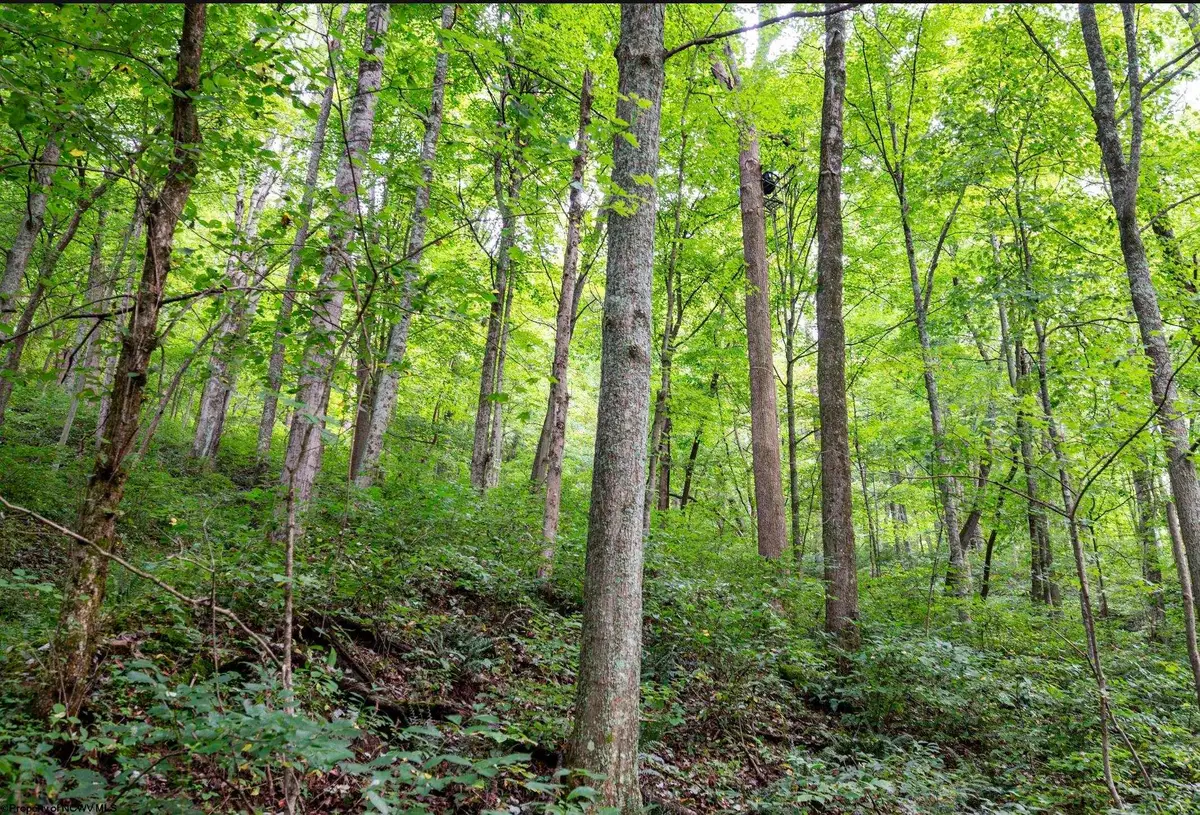 786 Wilson Run Road, Pine Grove, WV 26419 - #1