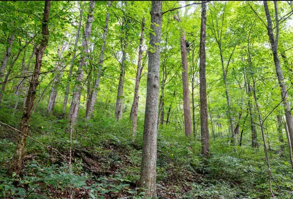 786 Wilson Run Road, Pine Grove, WV 26419