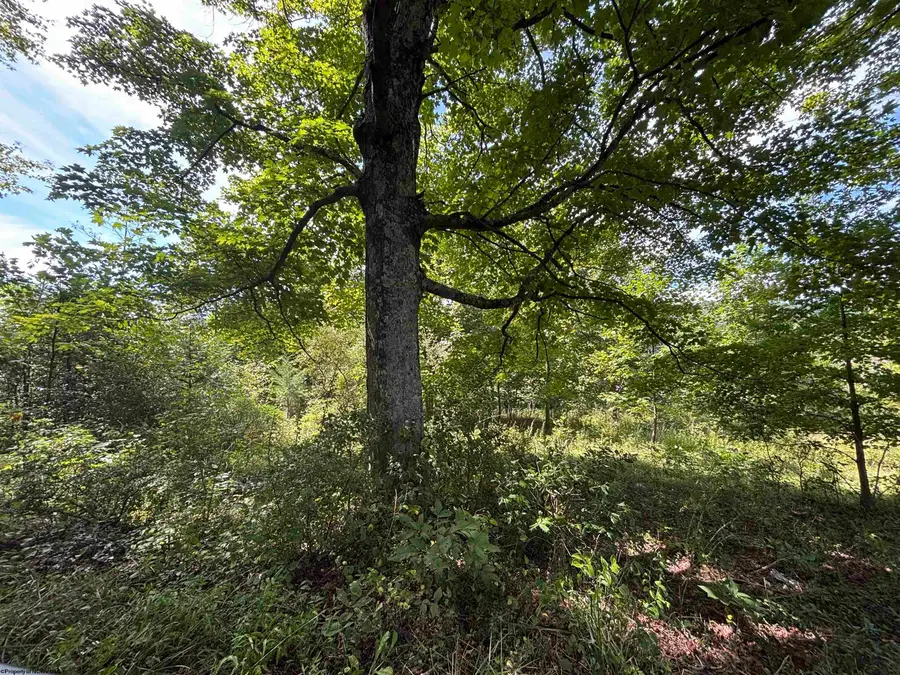 165 Merdian Road, Philippi, WV 26416 - #2