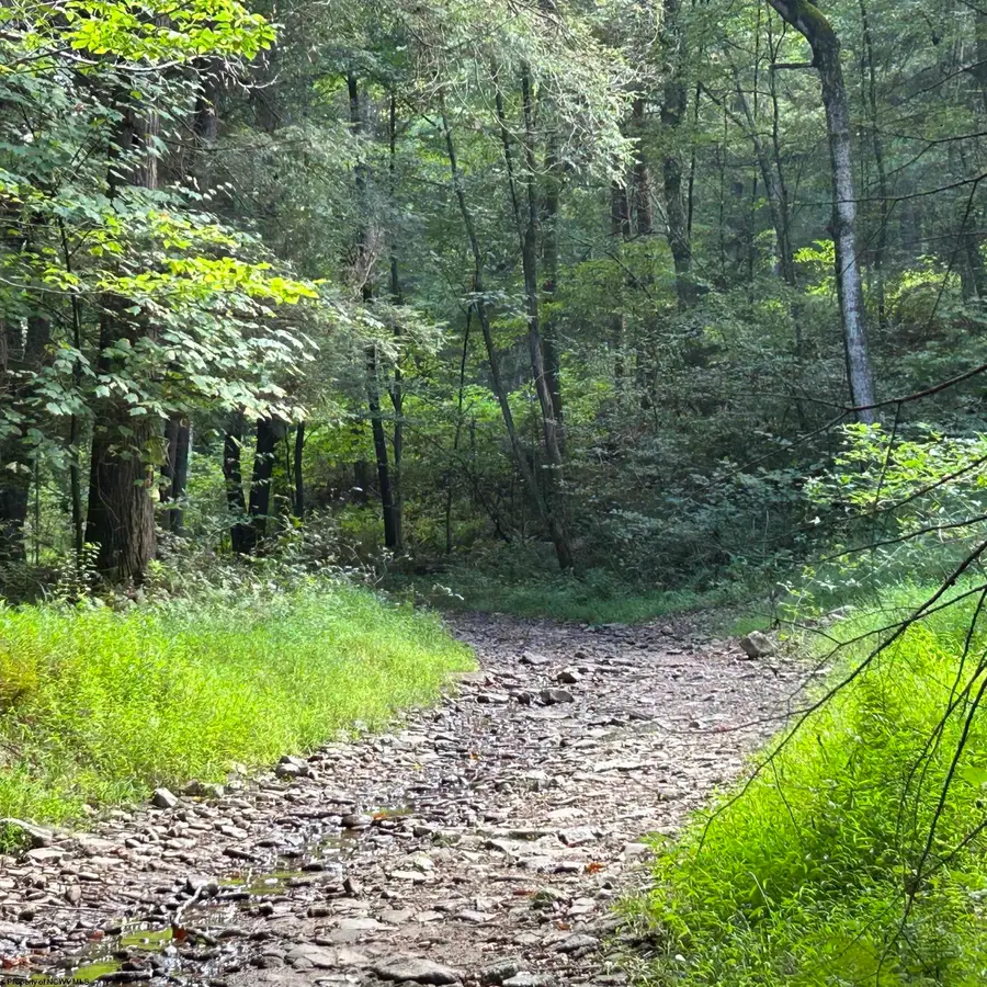 Lot 12 Copper Head Road, Terra Alta, WV 26764 - #3