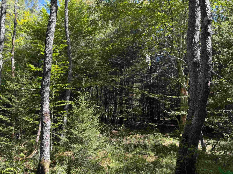 16 Black Bear Trail, Davis, WV 26260 - #2