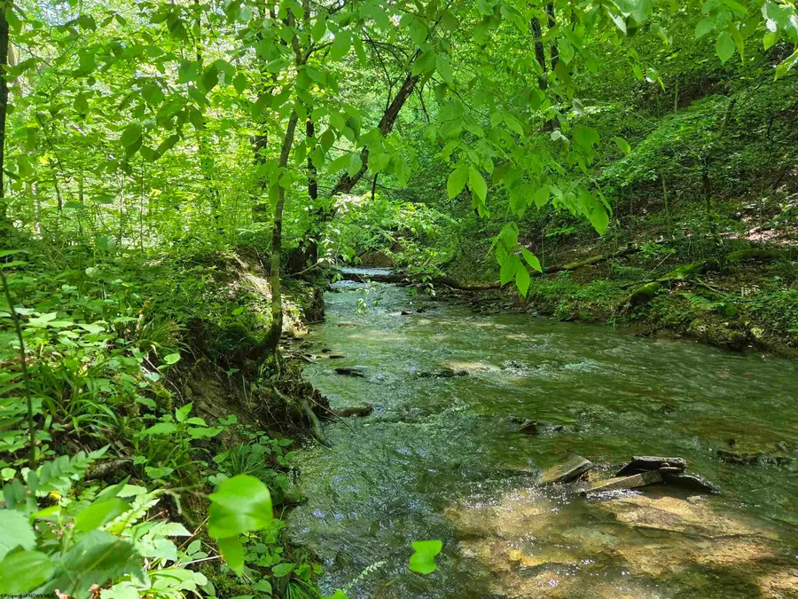 1271 Big Mill Run Road, Parsons, WV 26287 - #3