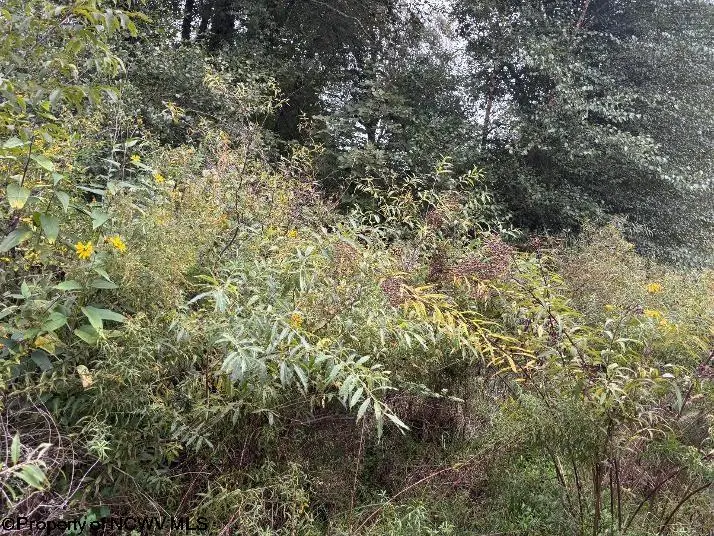 TBD Crystal Springs Road, Elkins, WV 26241 - #3