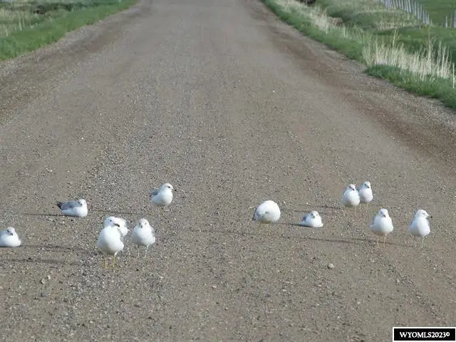 LOT 84 Barkey Draw, Buffalo, WY 82834 - Image #2