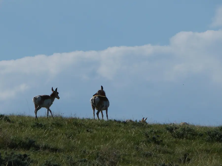 LOT 14 Driftwood Lane, Buffalo, WY 82834 - Image #3