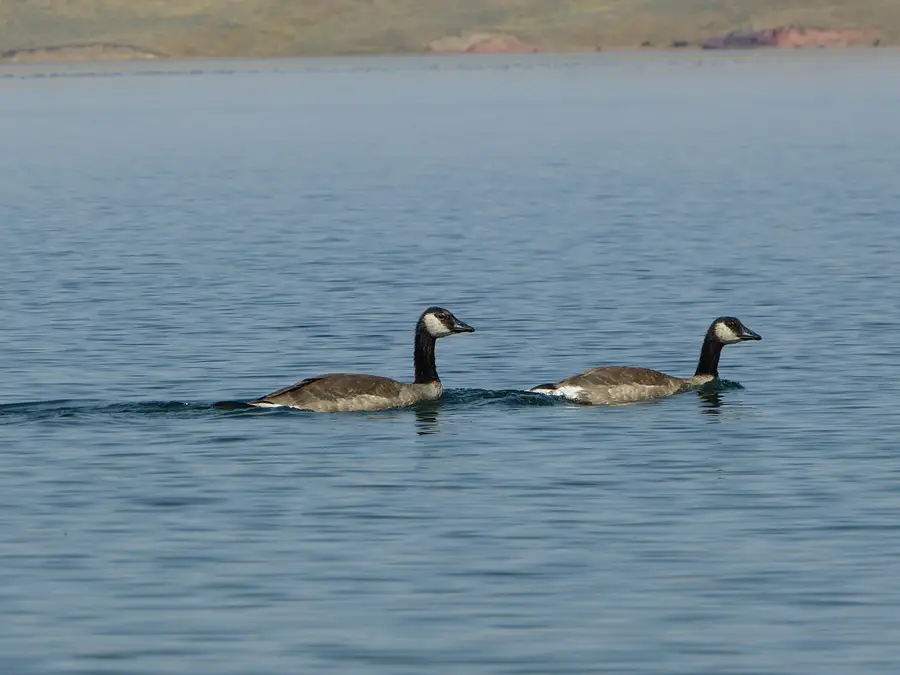 Lot 33 Shoreline Drive, Buffalo, WY 82834 - Image #2