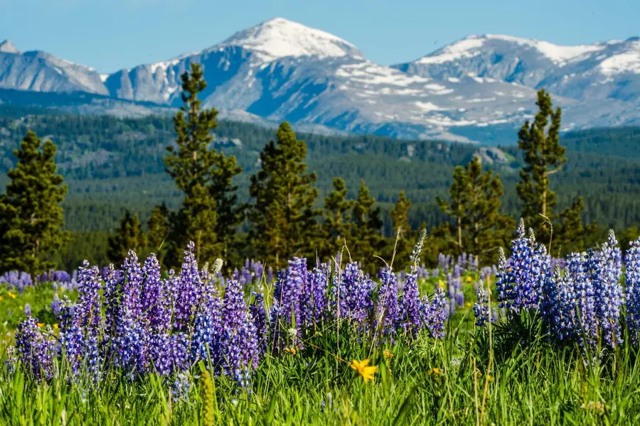 TBD W Us Hwy 16, Buffalo, WY 82834 - Image #2