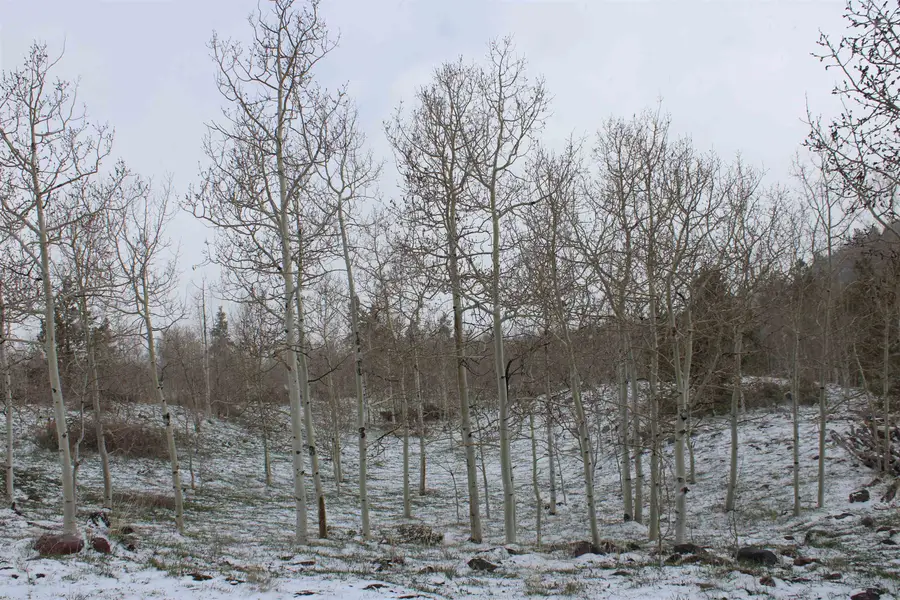 163 Moose Hollow Road, Robertson, WY 82944 - #3